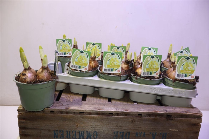 <h4>Narc D Westward</h4>