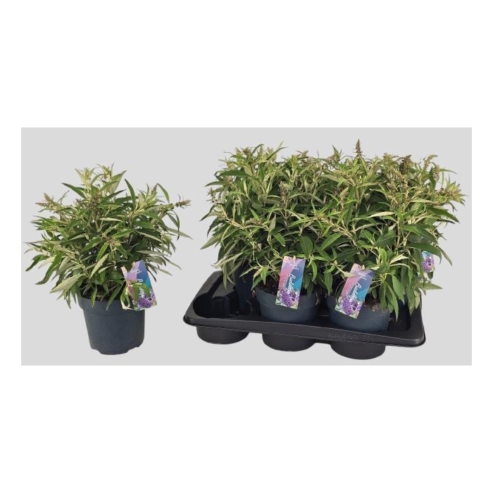 <h4>BUDD BFC LITT PURPLE</h4>