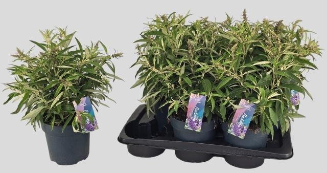 BUDD BFC LITT PURPLE