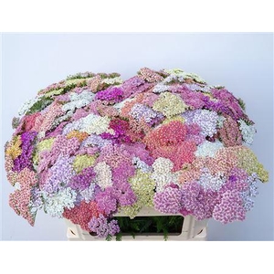 Achillea M Mix