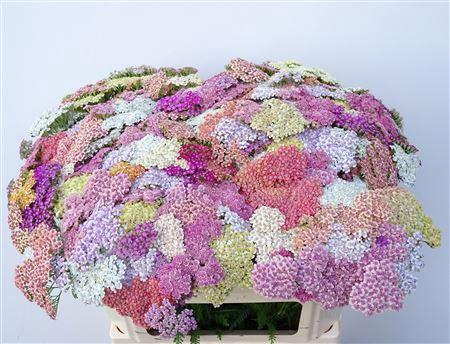<h4>Achillea M Mix</h4>