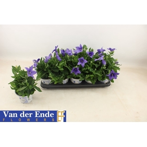 PLATYCO GR PST BLUE