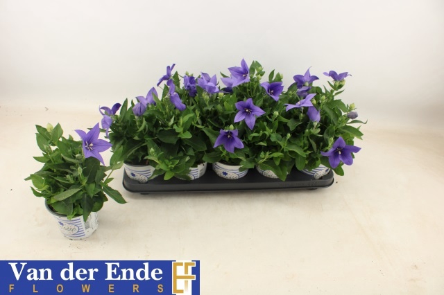 <h4>PLATYCO GR PST BLUE</h4>