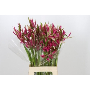 Nerine Lilac