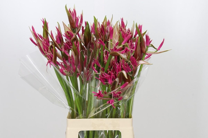 <h4>Nerine Lilac</h4>