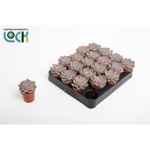 Echeveria Deremensis