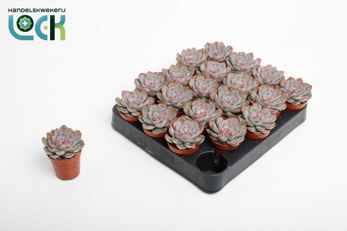 <h4>Echeveria Pelisuda</h4>