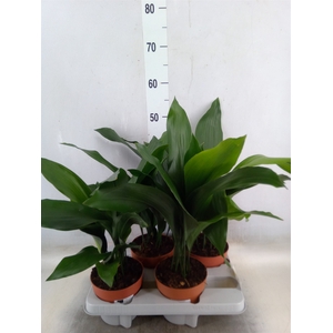 Aspidistra elat.