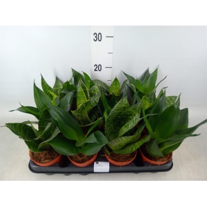 Sansevieria trifa. 'Hahnii'