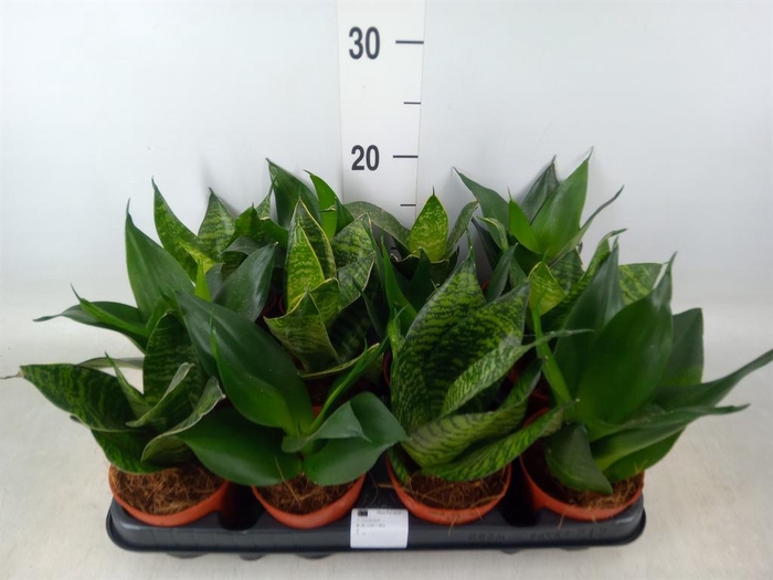 <h4>Sansevieria trifa. 'Hahnii'</h4>