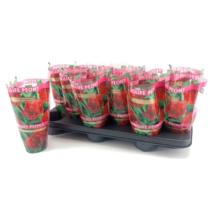 Paeonia 11CM Rood Longlife