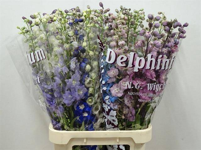 <h4>DELPH DU GEM !!!</h4>