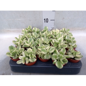 Succulents   ...