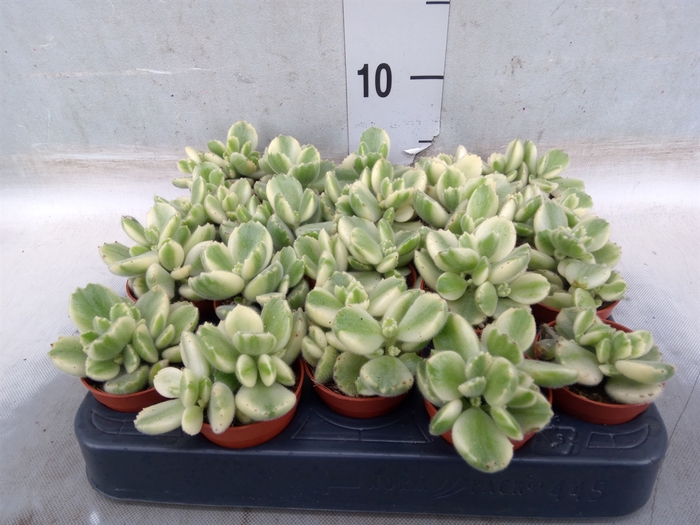 <h4>Succulents   ...</h4>