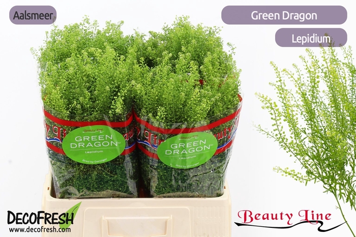 <h4>Thlaspi Green Dragon Beauty</h4>