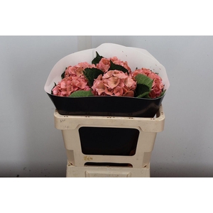 Zijde Wax-Hydrangea Hydr Wax Zijde Rose