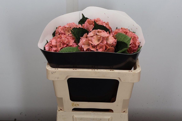 <h4>Zijde Wax-Hydrangea Hydr Wax Zijde Rose</h4>