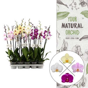Your Natural Orchid | Mix 75cm | Phalaenopsis 2 spike