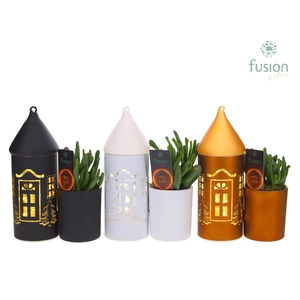 LED Duo glazen huis met Succulent