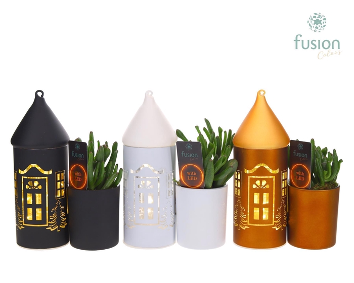 <h4>LED Duo glazen huis met Succulent</h4>