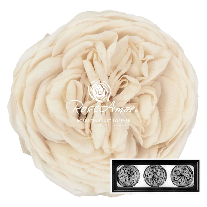 Kabukyza Per 3 Whi04