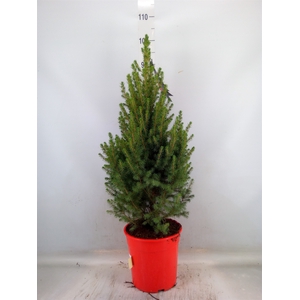 Picea glauca 'Conica'