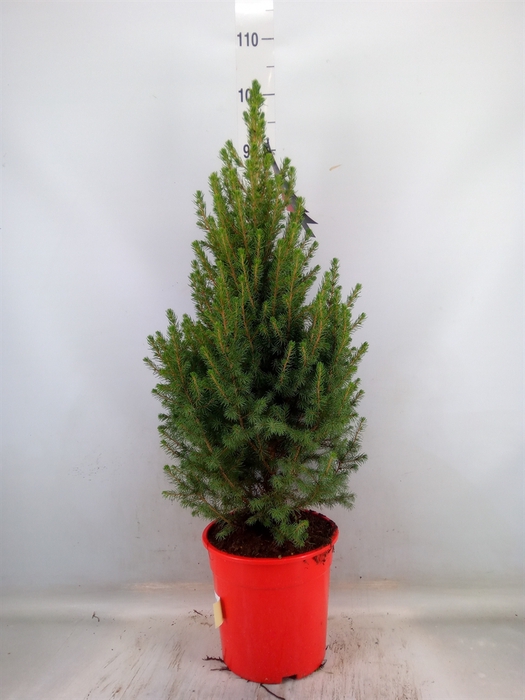 <h4>Picea glauca 'Conica'</h4>