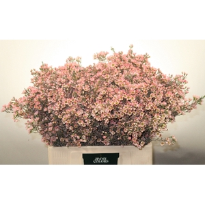 Waxflower L60 Klbh. Roze