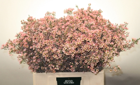 <h4>Waxflower L60 Klbh. Roze</h4>