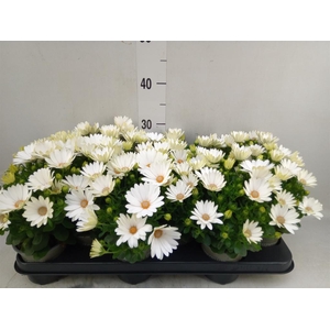 Osteospermum  'Margarita Cream'