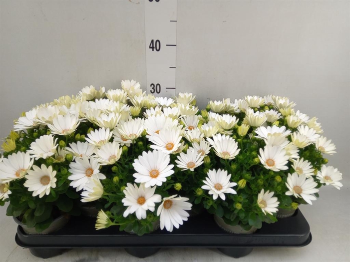 <h4>Osteospermum 'Margarita Cream'</h4>