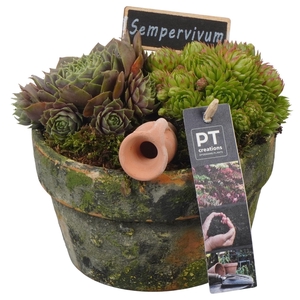 PTS7407 Arrangement Sempervivum in terracotta schaal