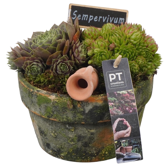 <h4>PTS7407 Arrangement Sempervivum in terracotta schaal</h4>