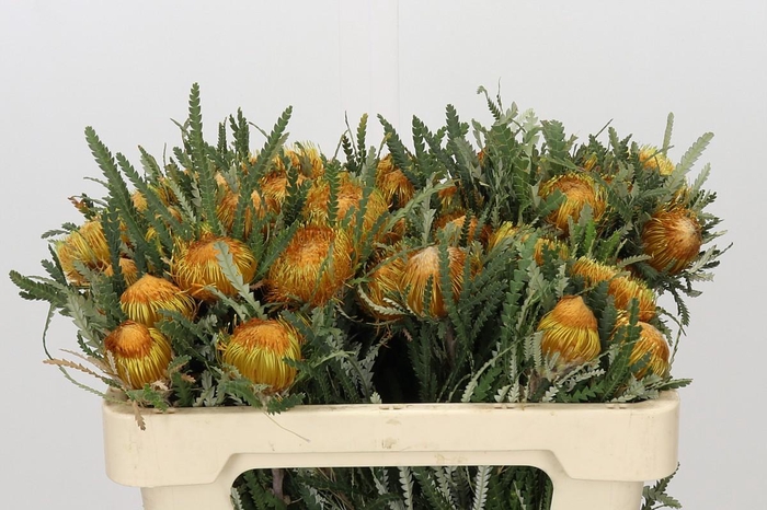 <h4>Banksia Dryandra</h4>