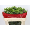 Hypericum Jungle Romance Spray