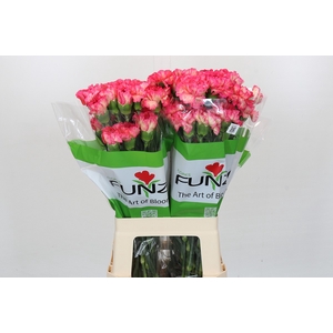 Dianthus St Spritz