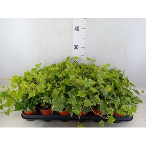 Hedera helix 'Harlekijn'