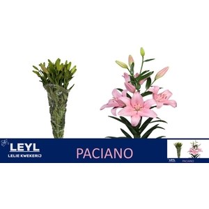 LI LA PACIANO