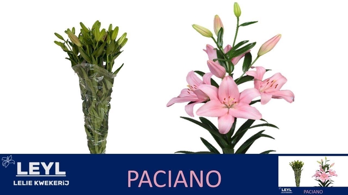 <h4>LI LA PACIANO</h4>