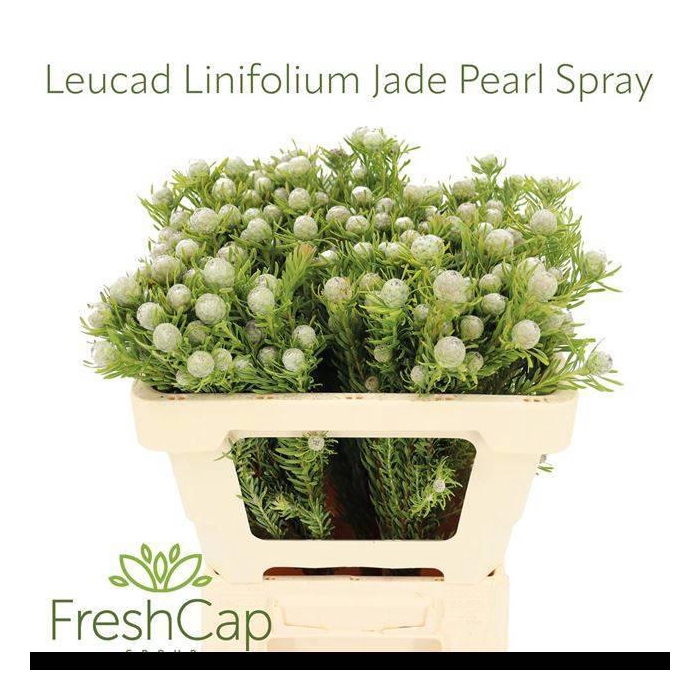 <h4>Leucad L Ay Ja Pe Vt</h4>