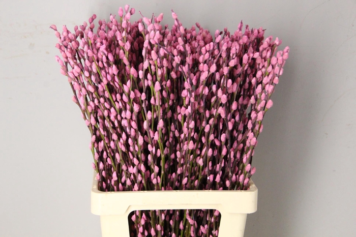 Salix Snowflake 70cm Pink