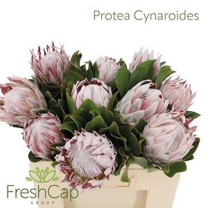 Protea Cynaroides