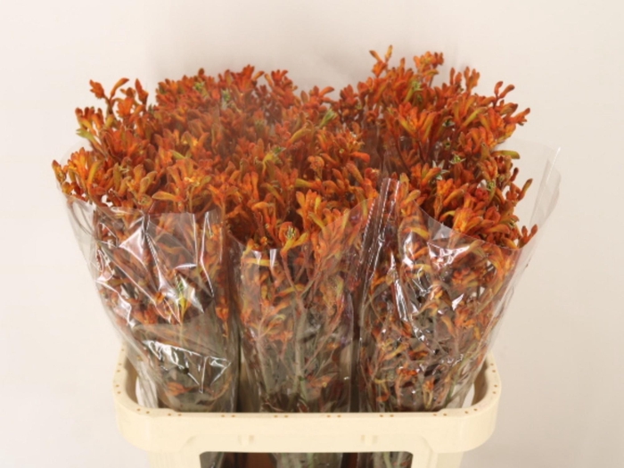 <h4>Anigoz Sienna Gold</h4>