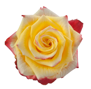 R Gr High & Yellow Flame 40cm EC