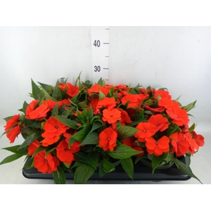 Impatiens NG 'Tamarinda Orange'