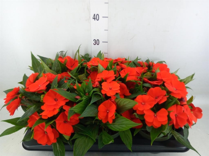 <h4>Impatiens NG 'Tamarinda Orange'</h4>