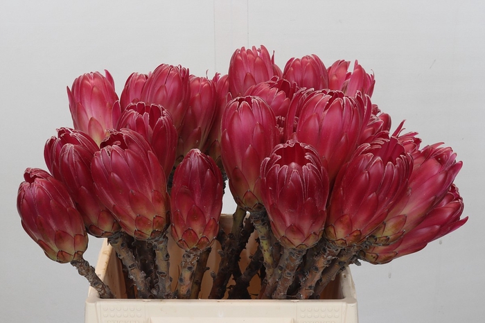 <h4>Protea Brenda Nl</h4>