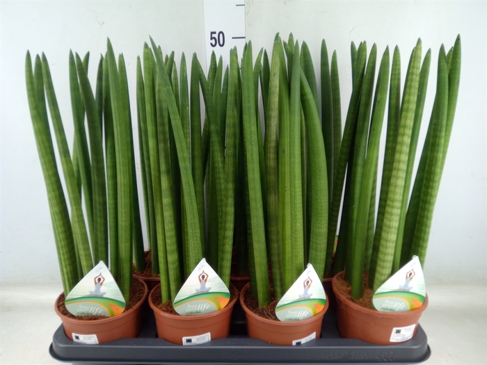 <h4>Sansevieria cyl.  ...</h4>