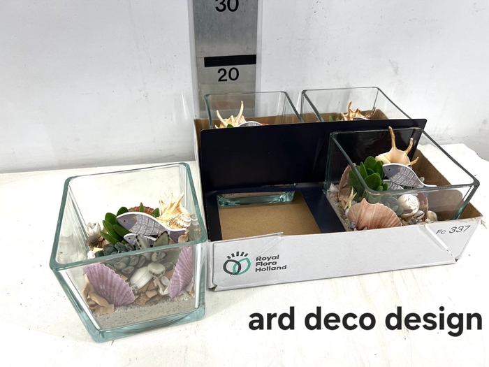 <h4>ARR SUCCULENTEN</h4>