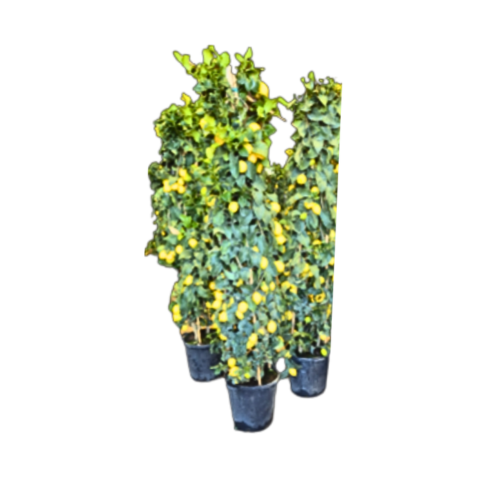<h4>Citrus hystrix</h4>